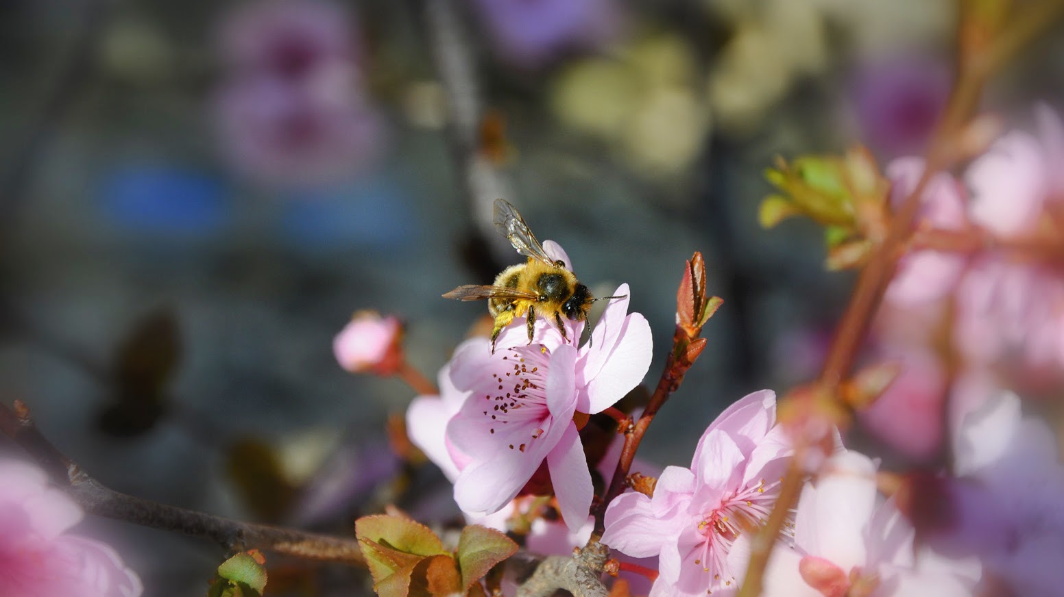 Une abeille perchée