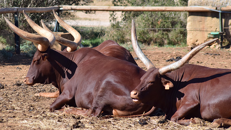  Ankole-Watusi