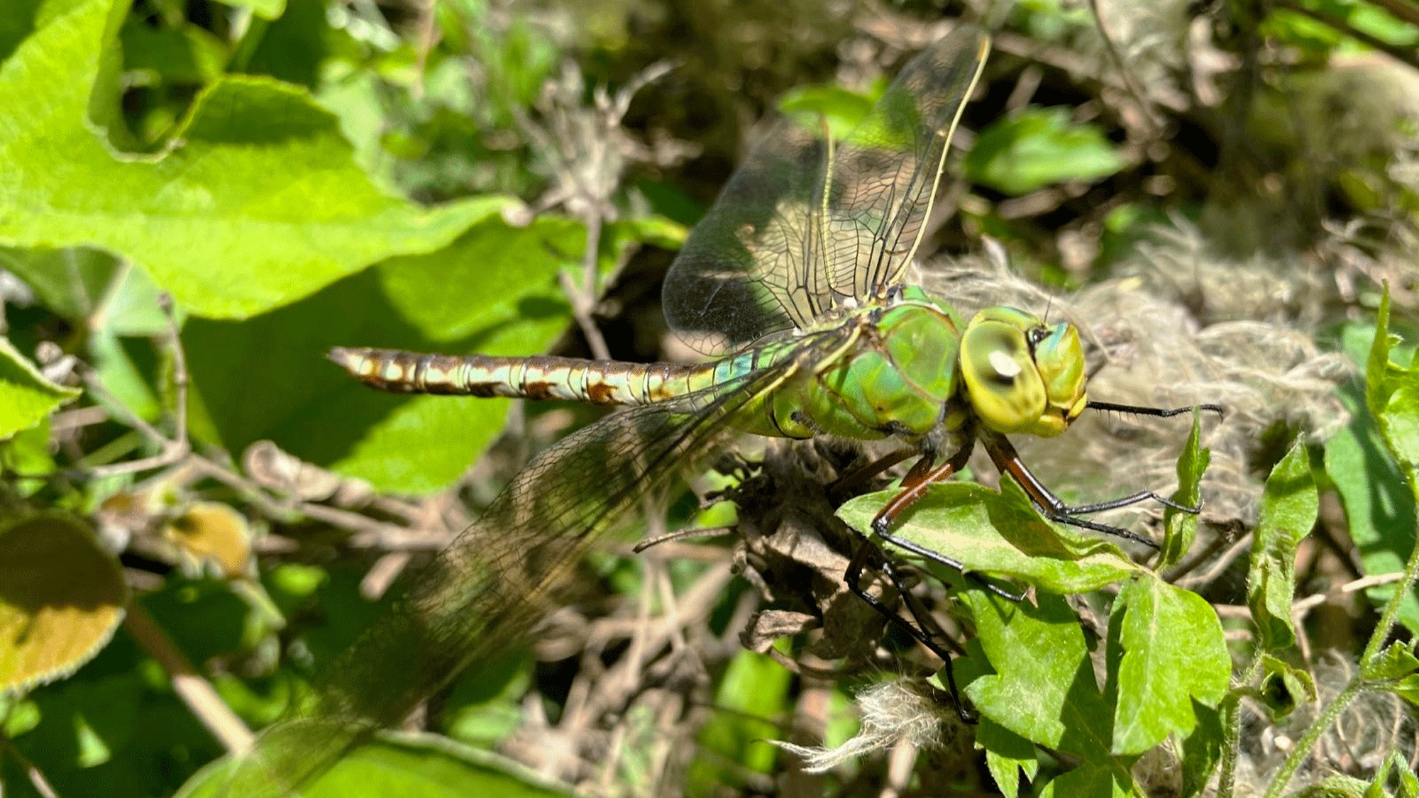 Camouflée